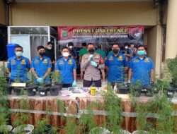 Polres Metro Jakarta Barat Bongkar Kebon Ganja Rumahan Hidroponik