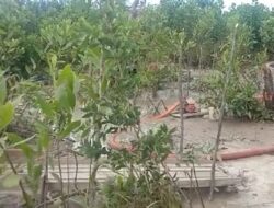 Biar Aman, Penambang ini Akui Setor ke Oknum 8000 per Kg Timah