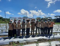 Algafry : Tanam Cabe, Petani Bangka Tengah Sukses Kuliahkan Anaknya