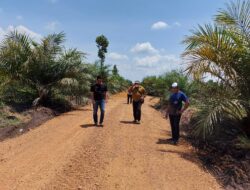 Anggota DPRD Basel Iskandar Bangun Jalan Kebun Sawit Miliknya Gunakan Dana APBD