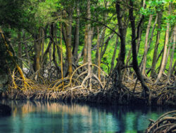 Perusahaan Sawit Dituduh Membabat Kawasan Mangrove Berharga di Bangka Selatan