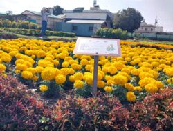 Menikmati Keindahan Musim Bunga di Kebun Bunga Chungse, Taichung Houli, Taiwan