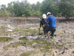 Komitmen Lingkungan, PT Timah Tanam 2.500 Mangrove di Pantai Gemuruh