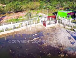 PPS Alobi Air Jangkang Rehabilitasi Puluhan Buaya 