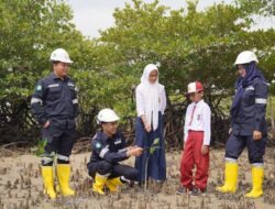 Gencarkan Penanaman Mangrove, Langkah Nyata PT Timah Dalam Mitigasi Perubahan Iklim 