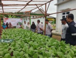 Pemberdayaan Ekonomi: Kelompok Perempuan Karimun Kembangkan Pertanian Hidroponik Bersama PT Timah