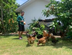 Sugeng, Karyawan PT Timah Raih Tambahan Penghasilan dari Kebun Sendiri