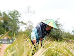 PT Timah dan Kelompok Tani Aek Jelutung Desa Badau Sukses Kembangkan Inovasi Produk Berbasis Nanas