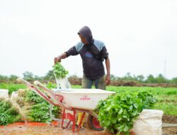 Farm Estate Tanjung Ular PT Timah, Manfaatkan Lahan Untuk Dukung Asta Cita