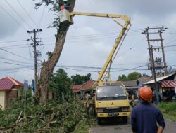 Cegah Kecelakaan, PT Timah dan PLN Tebang Pohon Berisiko di Mentok