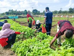 Farm Estate Tanjung Ular: Inisiatif PT Timah Perkuat Ketahanan Pangan dan Buka Lapangan Kerja