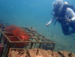 PT Timah Tenggelamkan Ribuan Artificial Reef Dalam Lima Tahun Terakhir 