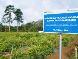 Gapoktan Sinar Baru Sukses Budidaya Cabai, Didukung PT Timah