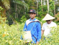 Gapoktan Sinar Baru di Bangka Selatan Sukses Kembangkan Pertanian Cabai dengan Dukungan PT Timah