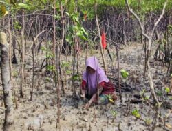 Jaga Ekosistem dan Kelestarian Alam, PT Timah Tanam Mangrove di Laut