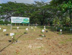 Dukung Ketahanan Energi, PT Timah Tanam 1.500 Pohon Angsana di Bangka
