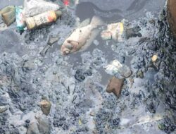 Setu Bahar Darurat! Bau Limbah Brutal, Ikan Mati Massal, Warga Menjerit Tanpa Kepastian Penanganan