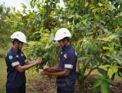 PT TIMAH Tbk Tanam Lebih dari 1,4 Juta Pohon, Perkuat Reklamasi Berkelanjutan di Babel