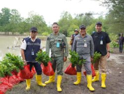 PT TIMAH Tanam 11.000 Mangrove, Perkuat Perlindungan Pesisir di Kepri