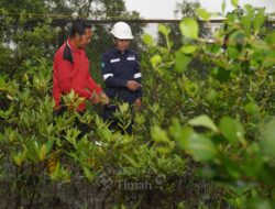 Program Seribu Pohon untuk Negeri, Upaya PT TIMAH Tbk Jaga Lingkungan dan Ekonomi Lokal