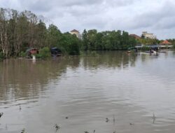 SMSI Bangka Minta APH Tindak Tambang Timah Diduga Ilegal di Kawasan Mangrove Air Anyut