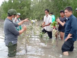 Mangrove Mati, Miliaran Menguap: Proyek 17 Hektare di Tuik Diduga Jadi Ladang Bancakan