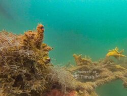 Pulihkan Ekosistem Laut, PT TIMAH Tbk Tenggelamkan 45 Unit Coral Garden Sepanjang 2025