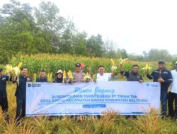 PT TIMAH Optimalkan Lahan Bekas Tambang di Badau untuk Pertanian Jagung