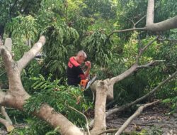 Kadis DLHK Aceh Besar Sigap Tangani Pohon Tumbang, Akses Jalan Simpang Lubok Kembali Normal