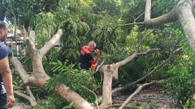 Kadis DLHK Aceh Besar Sigap Tangani Pohon Tumbang, Akses Jalan Simpang Lubok Kembali Normal