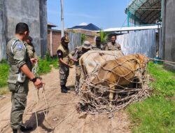 Satpol PP Aceh Besar Amankan 5 Sapi Berkeliaran di Ingin Jaya   