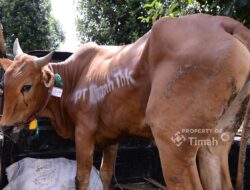 PT TIMAH Salurkan 268 Sapi Kurban untuk Masyarakat di 4 Provinsi