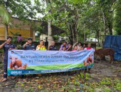 PT TIMAH Salurkan 46 Sapi Kurban di Belitung, Warga Bersyukur Bisa Rasakan Manfaatnya