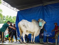 PT TIMAH Salurkan 17 Hewan Kurban di Bukit Baru, Bagikan 1.236 Paket Daging untuk Warga