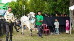 281 Hewan Kurban PT TIMAH Disalurkan ke Berbagai Daerah, Sejumlah Bupati Beri Apresiasi