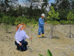 PT TIMAH Tanam 36.100 Mangrove Sepanjang 2025, Dukung Target Net Zero Emissions Indonesia