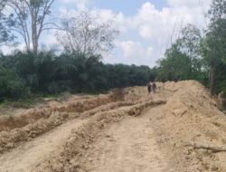 Ganti Rugi TMR Tuai Polemik, Sawit Dibayar Rendah, Lada-Karet Tak Diganti