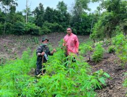 Kodim 0101/Kota Banda Aceh Temukan Ladang Ganja 2,5 Hektar di Pegunungan Indrapuri
