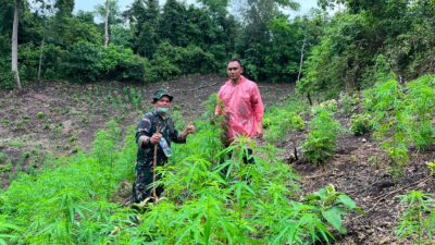 Kodim 0101/Kota Banda Aceh Temukan Ladang Ganja 2,5 Hektar di Pegunungan Indrapuri
