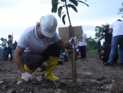 PT Timah-Pemkab Bangka Kolaborasi Tanam Mangrove di Kolong AKHLAK