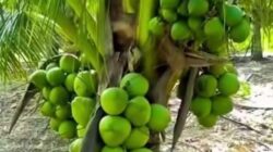 Menagih Janji Kebun Kelapa Hidayat Arsani