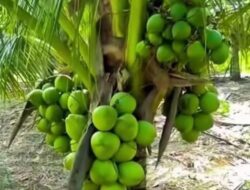 Menagih Janji Kebun Kelapa Hidayat Arsani