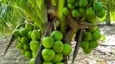 Menagih Janji Kebun Kelapa Hidayat Arsani