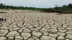 Stafsus Gubernur Terima Aduan Sawah Rusak Pascabencana di Aceh