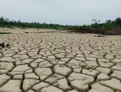 Stafsus Gubernur Terima Aduan Sawah Rusak Pascabencana di Aceh