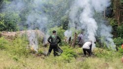 Ladang Ganja 1,5 Hektare di Aceh Besar Digerebek, 3.500 Batang Dimusnahkan