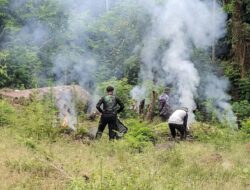 Ladang Ganja 1,5 Hektare di Aceh Besar Digerebek, 3.500 Batang Dimusnahkan