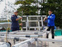 PT TIMAH Tenggelamkan Ribuan Terumbu Buatan, Perkuat Ekosistem Laut Babel
